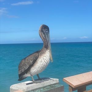 Meet your Posher, Dale